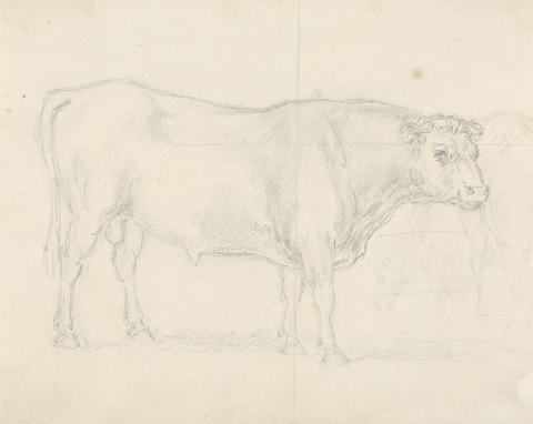 Sawrey Gilpin Study of a Bull