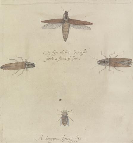 Mrs. P. D. H. Page Fireflies and Gadfly, after the Original by John White in the British Museum [Caribbean and Oceanic, No. 7 A]