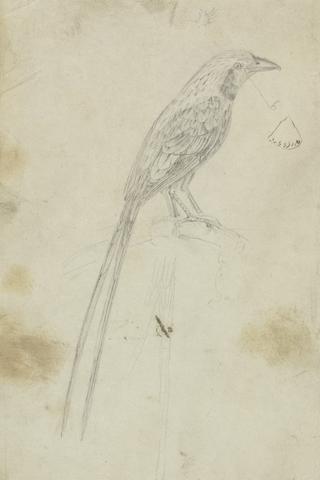 James Sowerby A Bird