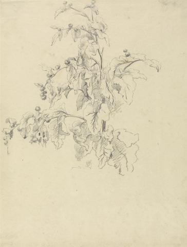 Robert Hills Study of Foliage