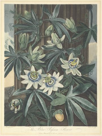 James Caldwall The Blue Passion Flower