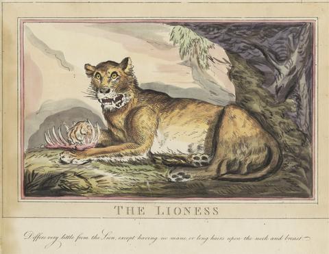 Thomas Rowlandson Set of eight with title-page. 'Foreign and Domestick Animals.' 4. The Tiger