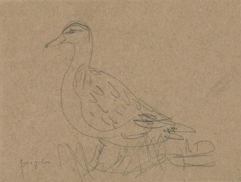 Gwen John Study of a Duck