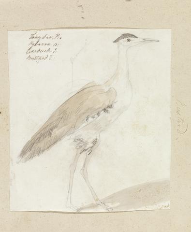 James Wales Great Indian Bustard
