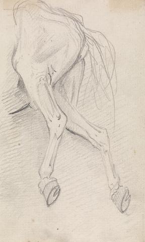 Study of hind quarters of a horse