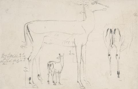 Samuel Daniell Studies of Deer - Three on on Sheet