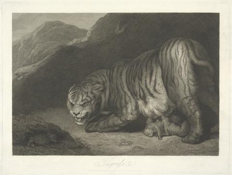 Samuel William Reynolds Animals [a pair]: 2. Tigress