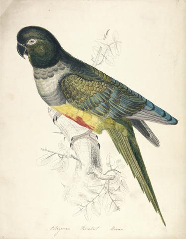 unknown artist Patagonian Parakeet Macaw