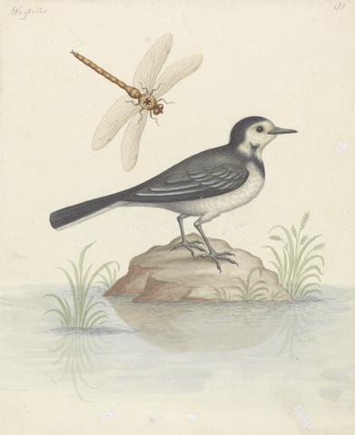 George Edwards Pied Wagtail and Dragonfly