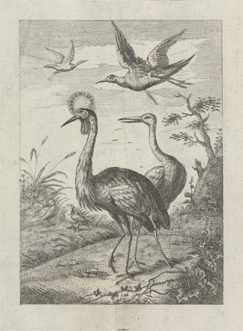 Two Crested cranes and four other birds, a Pl. for 'A New Drawing Book...of Various Kinds of Birds, Drawn from Life by Mr. Francis Barlow' 1731 (1 of 9)