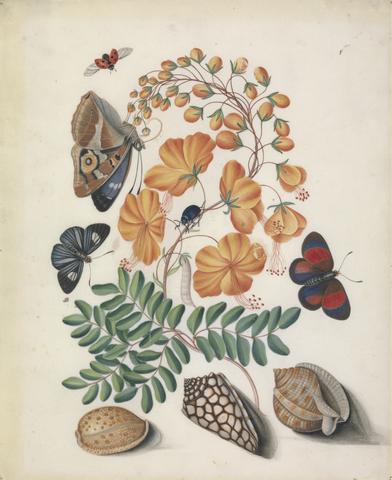 Bolton, James, active 1775-1795, artist. Caesalpinoid legume, possibly a species of Caesalpinia L.; Blackburn's Earth Boring Beetle (Geotrupes blackburnii), Seven-Spotted Ladybird Beetle (Coccinella septumpunctata), Purple Emperor (Apatura iris), (Lepidoptera Hesperiidae) and (Nymphalidae cf. Haematera); shells, from left: (Cypraea ocellata L. 1758), (Conus marmoreus L. 1758), and (Semicassis granulate Born, 1778), from the natural history cabinet of Anna Blackburne.