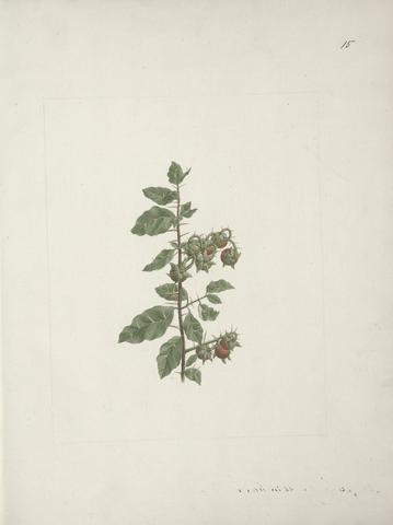 Luigi Balugani Solanum piperiferum A. Rich. (Nightshade): finished drawing