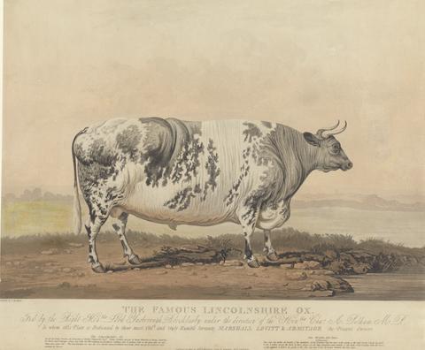 unknown artist The Famous Lincolnshire Ox