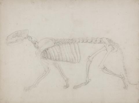 George Stubbs Tiger Skeleton, Lateral View
