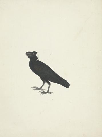 James Bruce Corvs crassirostris (Thick-Billed Raven)