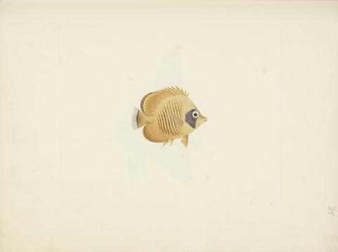 Luigi Balugani Unidentified Fish