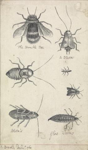 Richard Brookes The Humble Bee and Insects