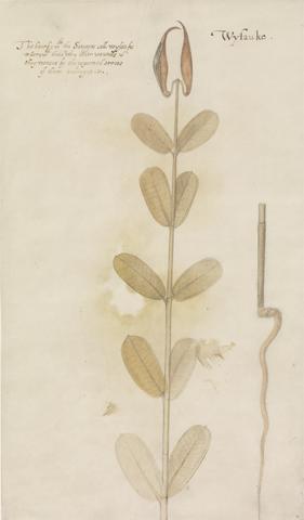 Mrs. P. D. H. Page Milkweed, after the Original by John White in the British Museum [Sir Walter Raleigh's Virginia, No. 55 A]