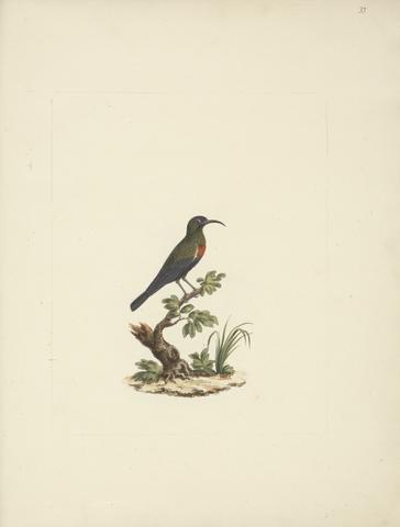 Luigi Balugani Chalcomitra senegalensis (Scarlet Chested Sunbird)