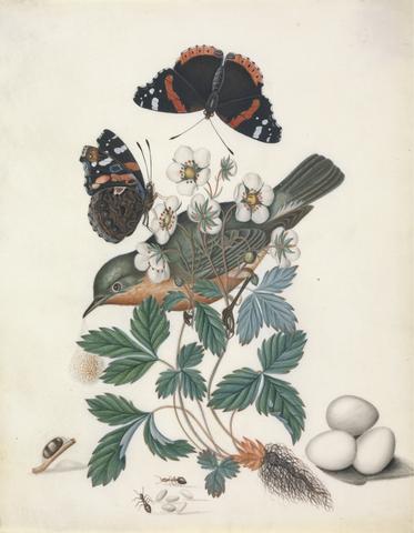 ?Subalpine warbler (Sylvia cantillans), male, and eggs, with strawberry (Fragaria L.), and Red Admiral (Vanessa atalanta), both closed and open, with wasp cocoon, ants and cocoons, from the natural history cabinet of Anna Blackburne.