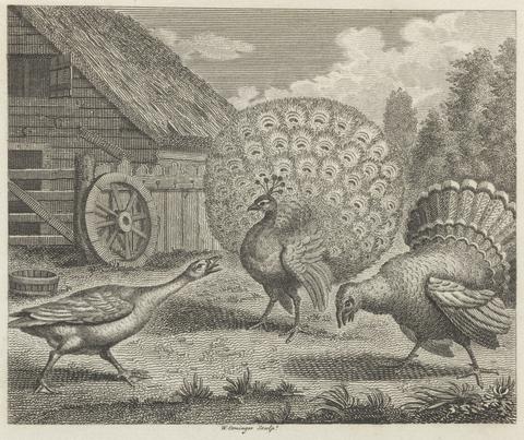 W. Grainger Fable XI. The Peacock, the Turkey, and the Goose