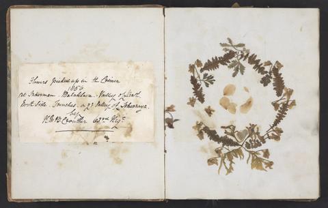  Album of pressed plant, flower, and seaweed specimens.
