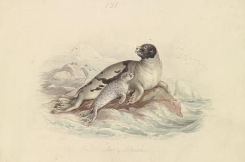 James Stewart The Ocean Seal of Lepechin