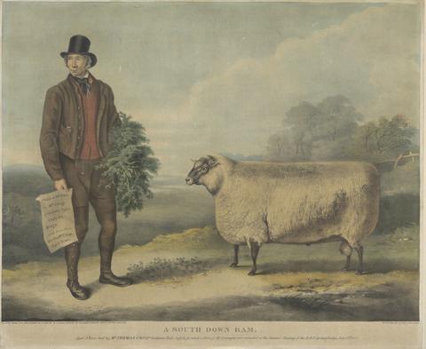 William Henry Davis A South Down Ram; Aged 3 Years, bred by Mr. Thomas Crisp, Gedgrave Hall, Suffolk, for which a Prize of 30 Severeigns was awarded at the Annual Meeting of the R.A.S. at Cambridge, July 15th 1840