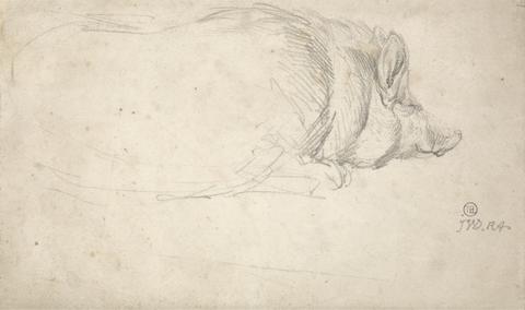 James Ward A Hog, Sleeping
