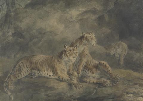 Sawrey Gilpin Three Tigers in a Rocky Landscape