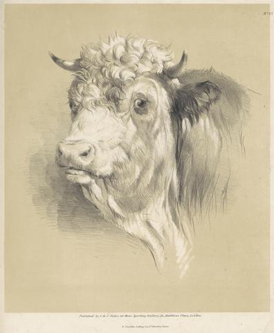  A Cow, No.27
