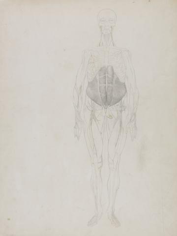 George Stubbs Human Figure, Anterior View (Largely in outline)