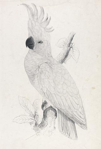 Edward Lear Lesser Sulphur-crested Cockatoo (Plate 4)