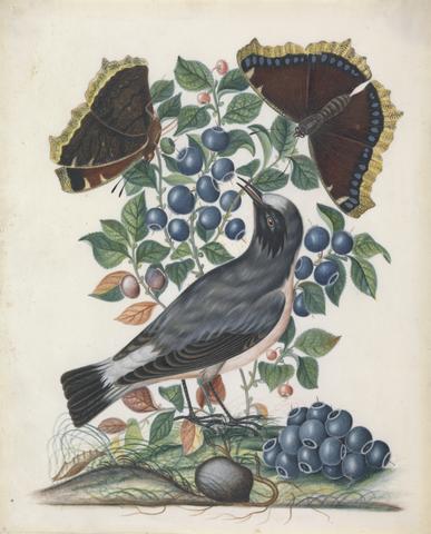 Bolton, James, active 1775-1795, artist. Northern Wheatear (Oenanthe oenanthe), male, with Bilberry (Vaccinium myrtillus L.) and Camberwell Beauty (Nymphalis antiopa), both open and closed, and Pupa (Lepidoptera Pieridae), from the natural history cabinet of Anna Blackburne.