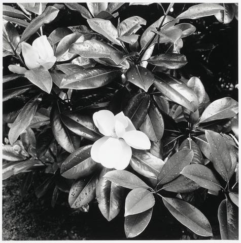 Constance Stuart Larrabee Magnolias, 1978