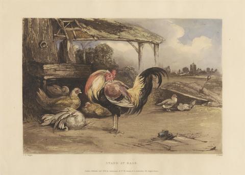James Fahey Rural Chivalry; A Series in six plates of Fighting Cocks: 5. Victory