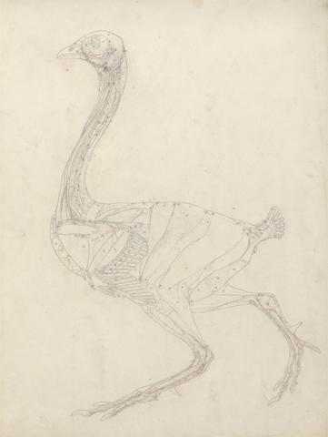 George Stubbs Fowl Body, Lateral View (Study for the Key Figure to Table XV)