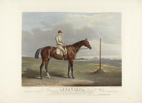 Edward Duncan Spaniel. The Winner of the Derby Stakes at Epsom 1831