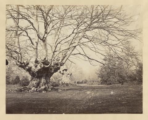 F. Beazley Tree Study
