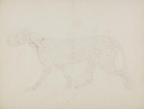 George Stubbs Tiger Body, Lateral View (Study of the upper layers of muscles and their blood supply prepared for the key figure to Table XIV)