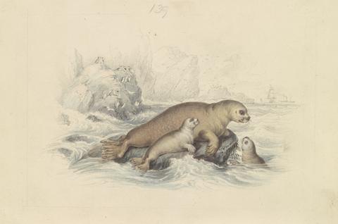 James Stewart The Steller Sea Lion