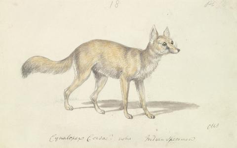 Charles Hamilton Smith Corsac Dog-Fox