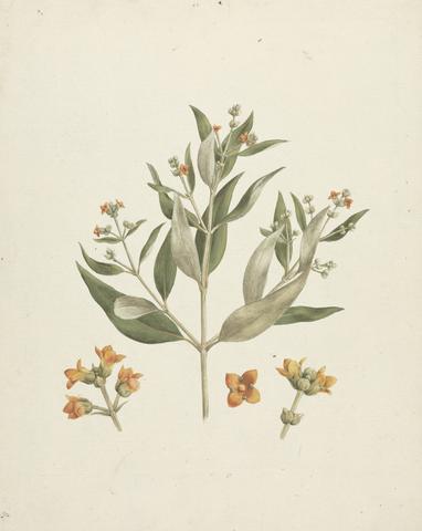 Luigi Balugani Avicennia marina (Forssk.) Vierh. (White Mangrove): finished drawing of flowering shoot with details of flowers