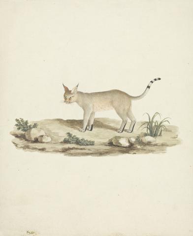 Felis caligata (Booted Lynx)