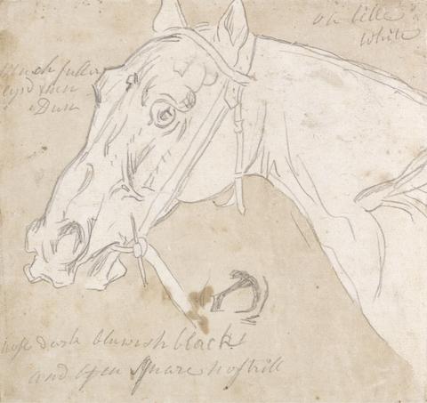 James Seymour Head of a Horse, Facing Left