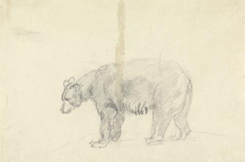 Sawrey Gilpin Study of a Bear