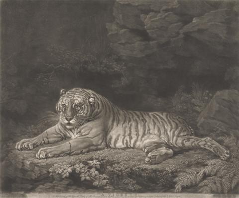 John Dixon A Tigress