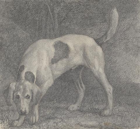 George Stubbs A Foxhound on the Scent