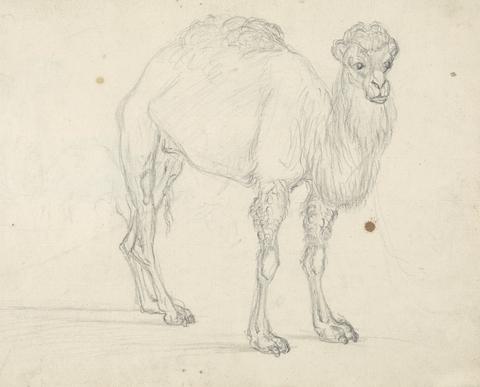 Sawrey Gilpin Study of a Camel facing right