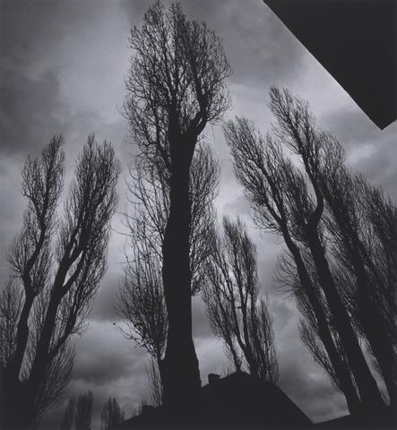 Michael Kenna Trees, Auschwitz, Poland